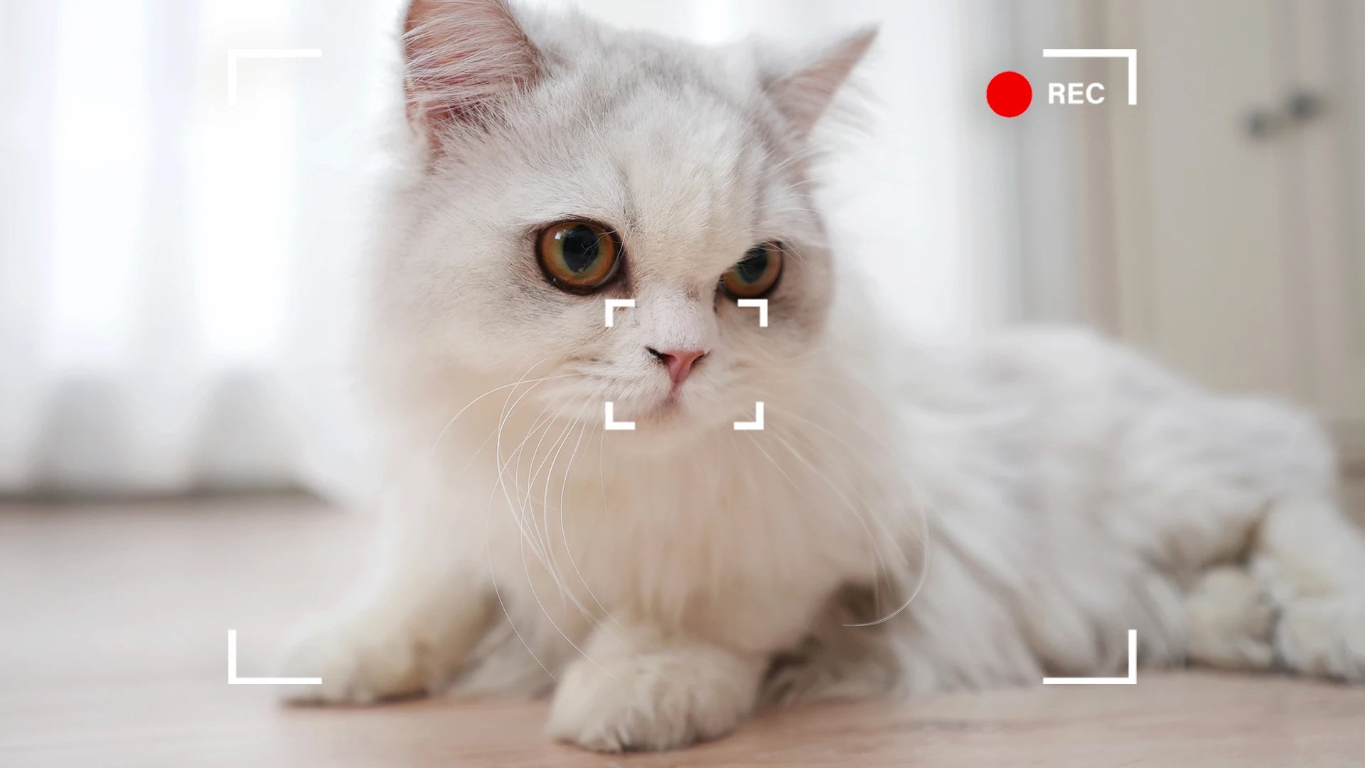 Enabot EBO AIR 2 Companion Robot 2K Home Security Pet Camera Night Vison Wireless APP Remote Control for Dog Cat Baby