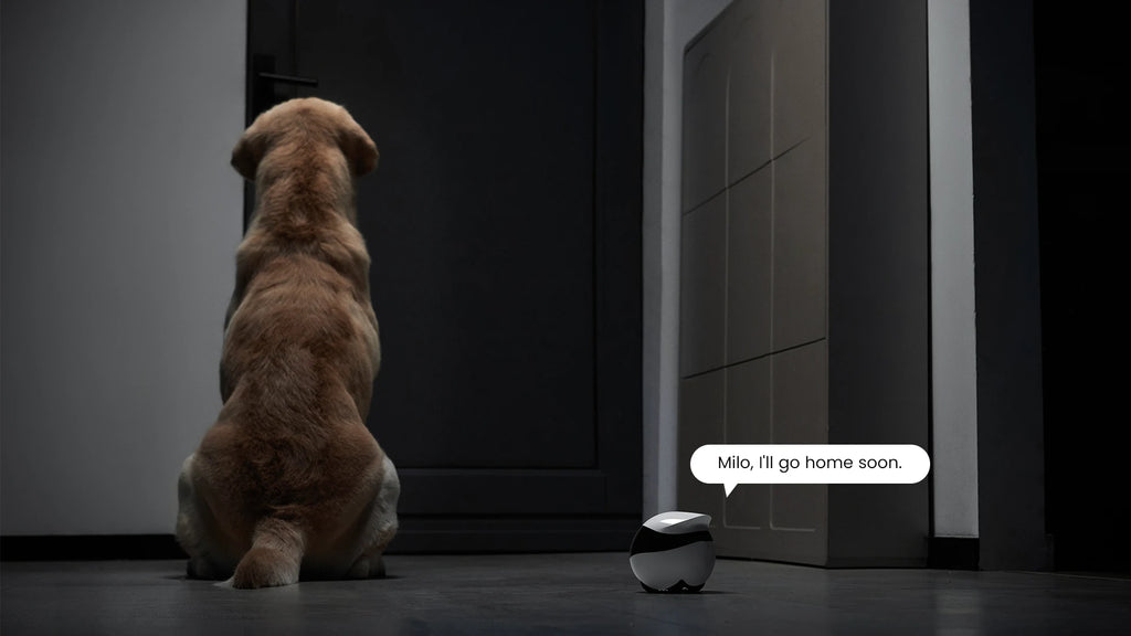 Enabot EBO AIR 2 Companion Robot 2K Home Security Pet Camera Night Vison Wireless APP Remote Control for Dog Cat Baby